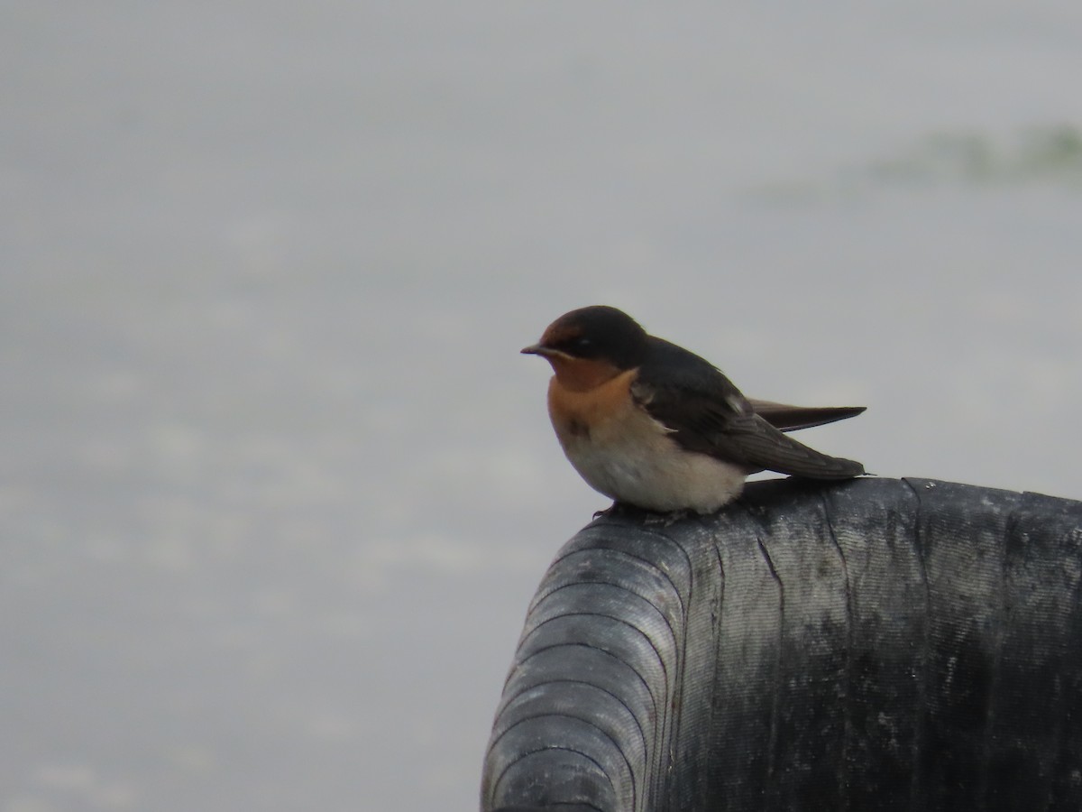 Welcome Swallow - ML647111058