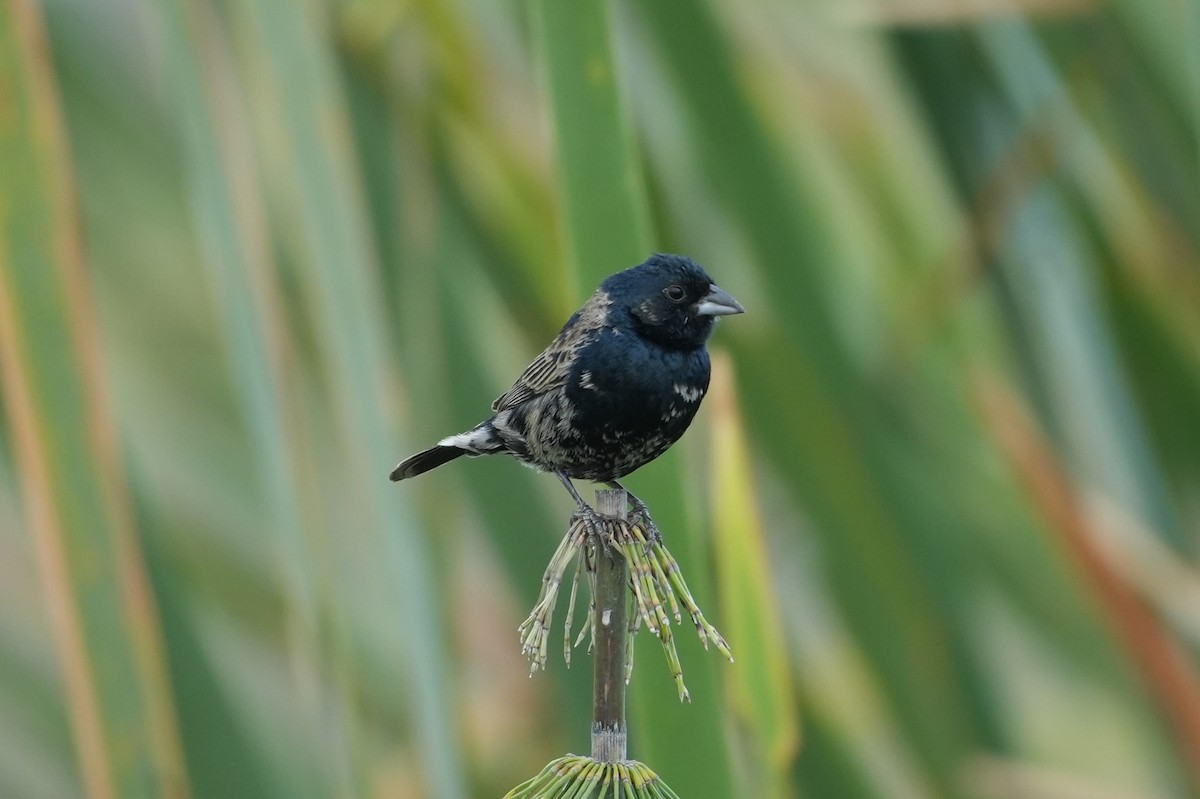 Blue-black Grassquit - ML647111062