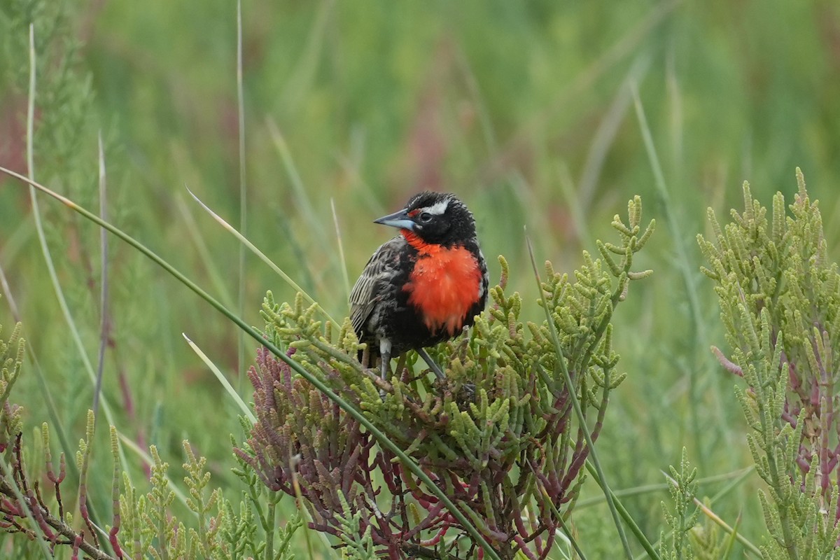 Peruvian Meadowlark - ML647111064