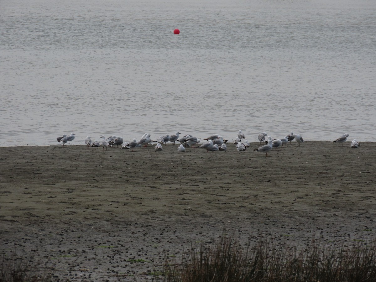 Silver Gull - ML647111066