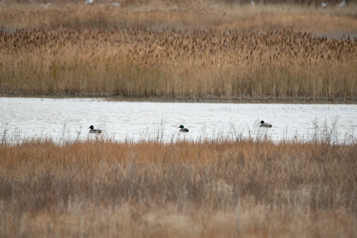 Canard colvert - ML647111067