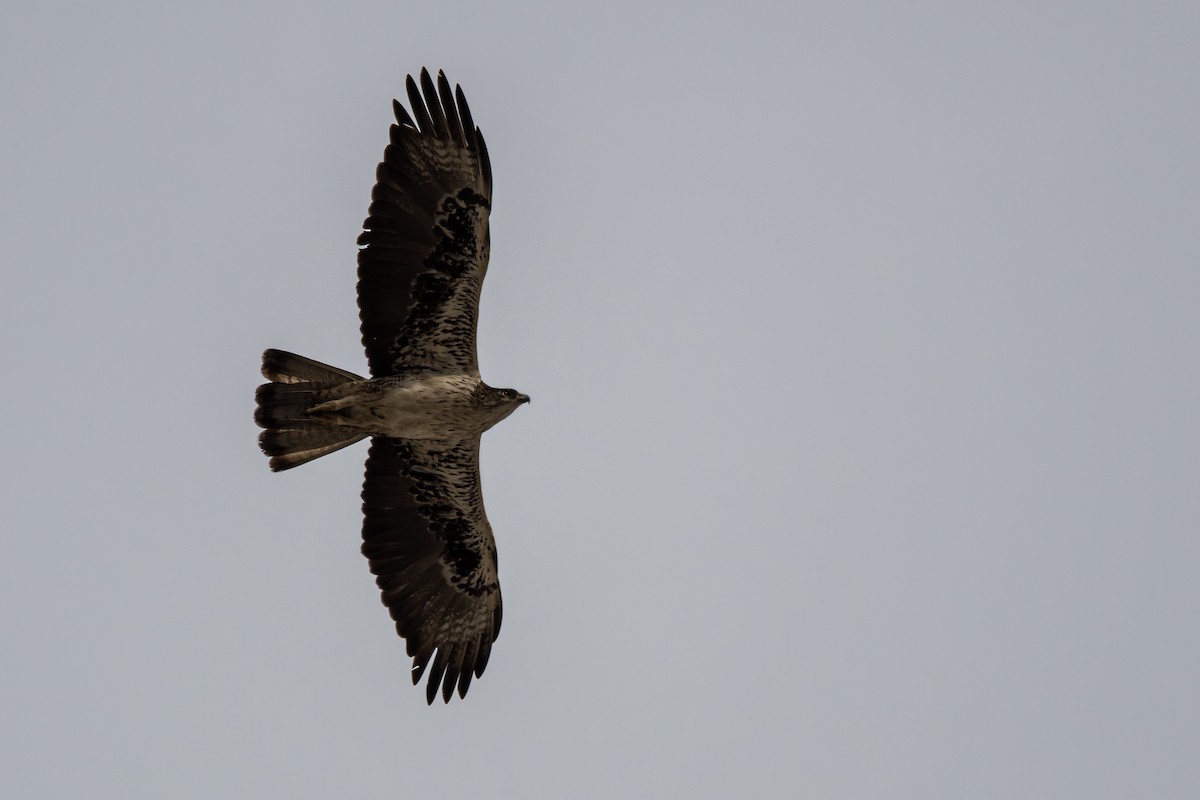 Bonelli's Eagle - ML647111069