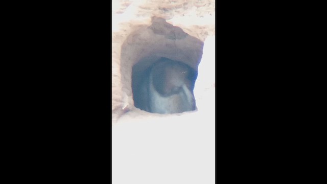 American Barn Owl - ML647111072