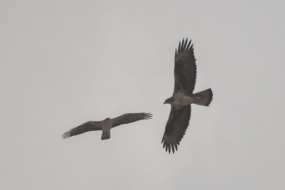 Bonelli's Eagle - ML647111074