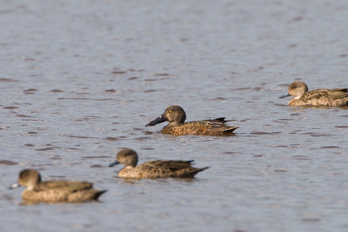 Canard bridé - ML647111075