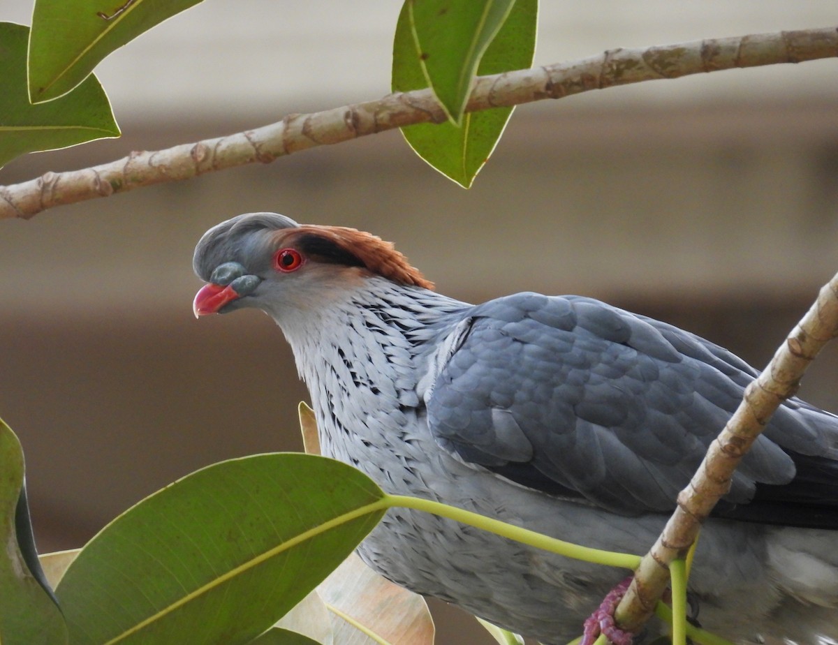 Haubenfruchttaube - ML647111080