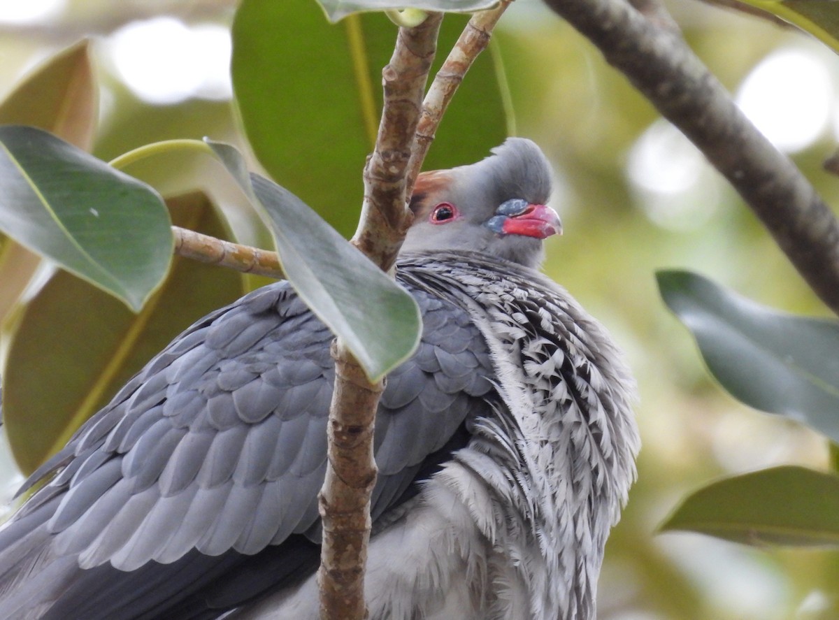 Haubenfruchttaube - ML647111081