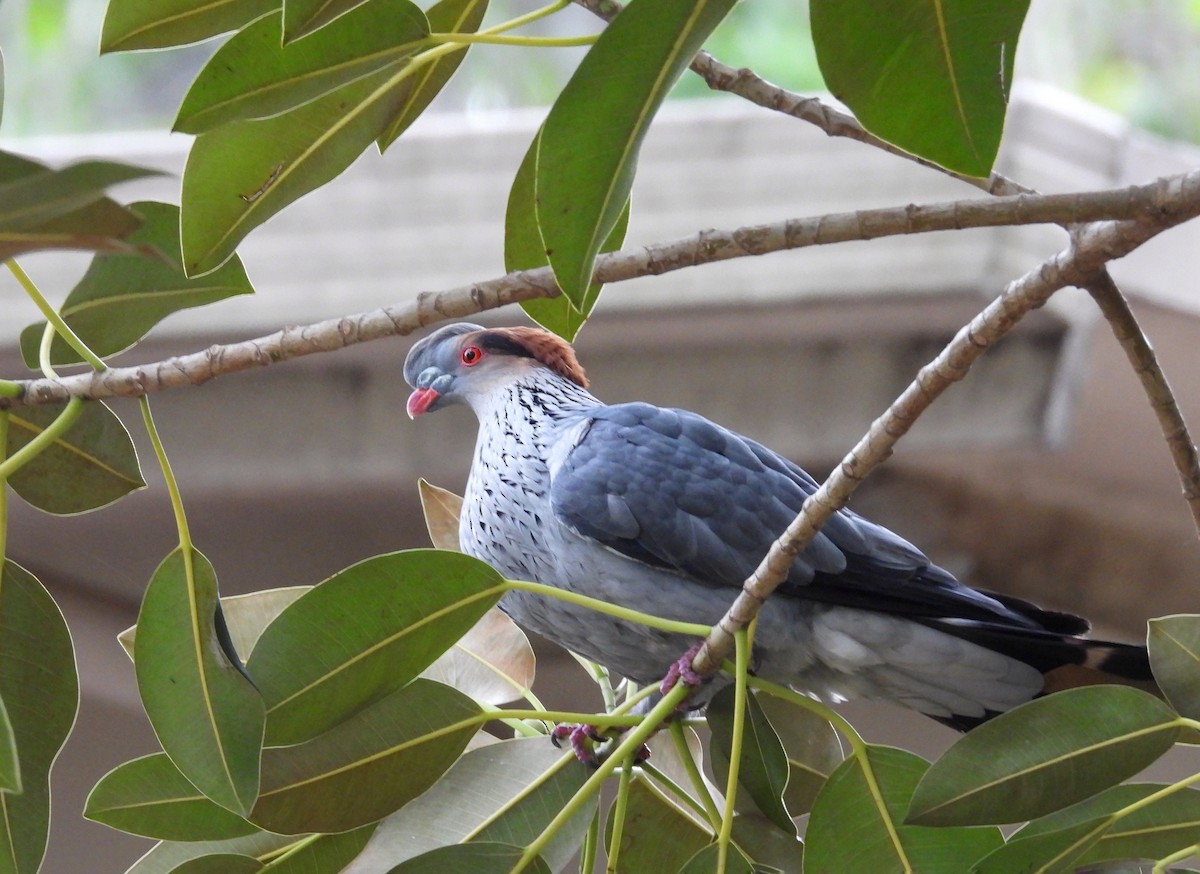 Haubenfruchttaube - ML647111082