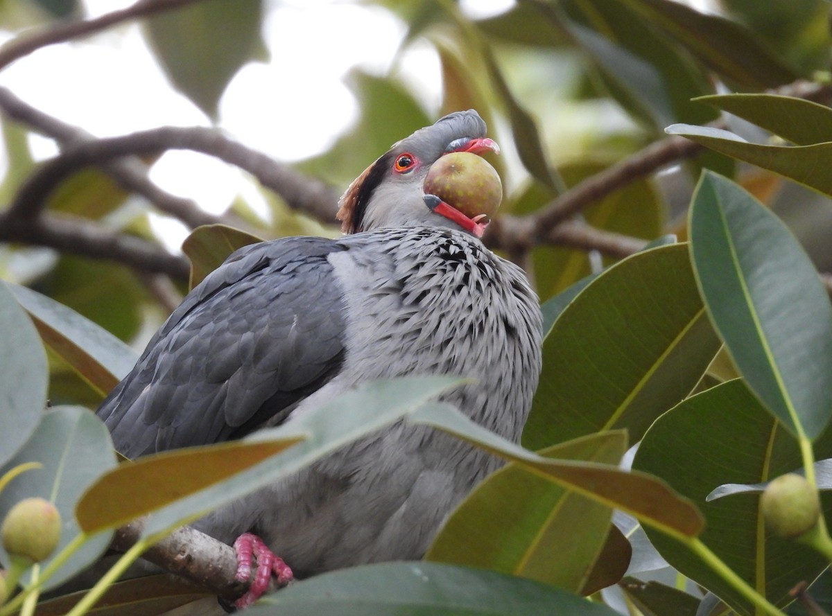 Haubenfruchttaube - ML647111083