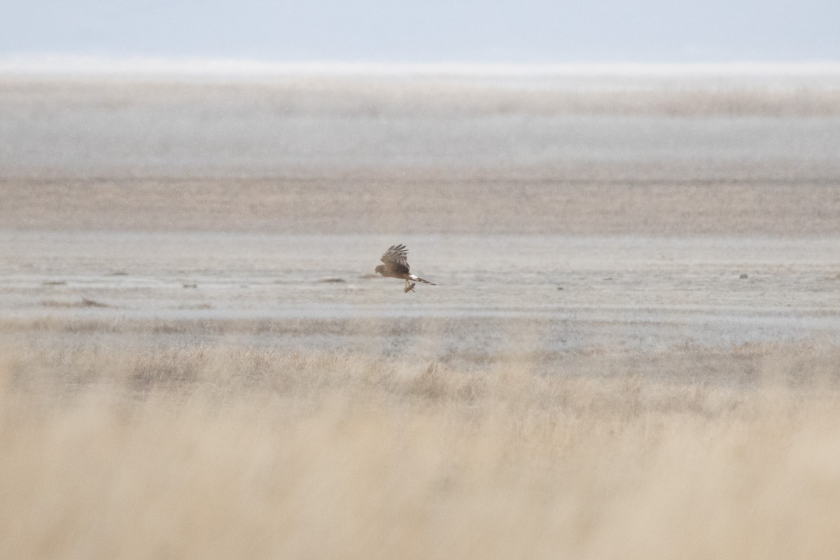 Busard des marais - ML647111085