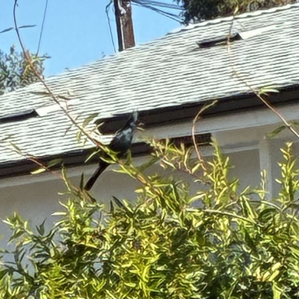 Phainopepla - ML647111091