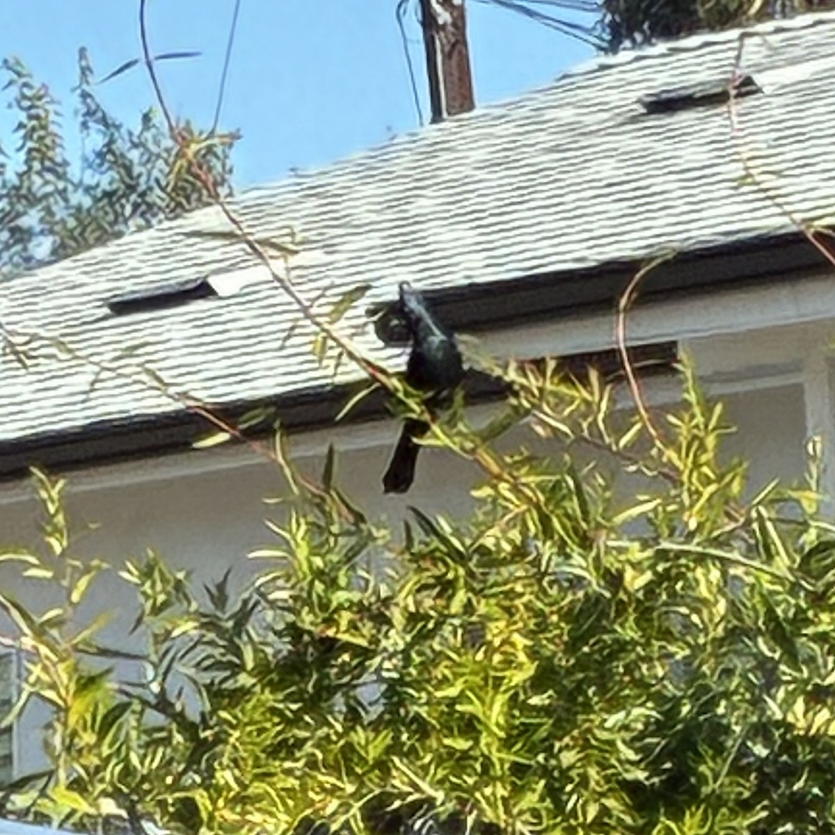 Phainopepla - ML647111092