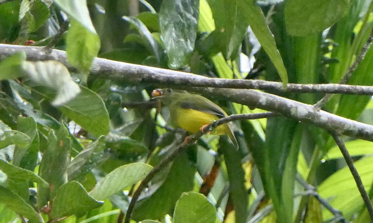 White-collared Manakin - ML647111095