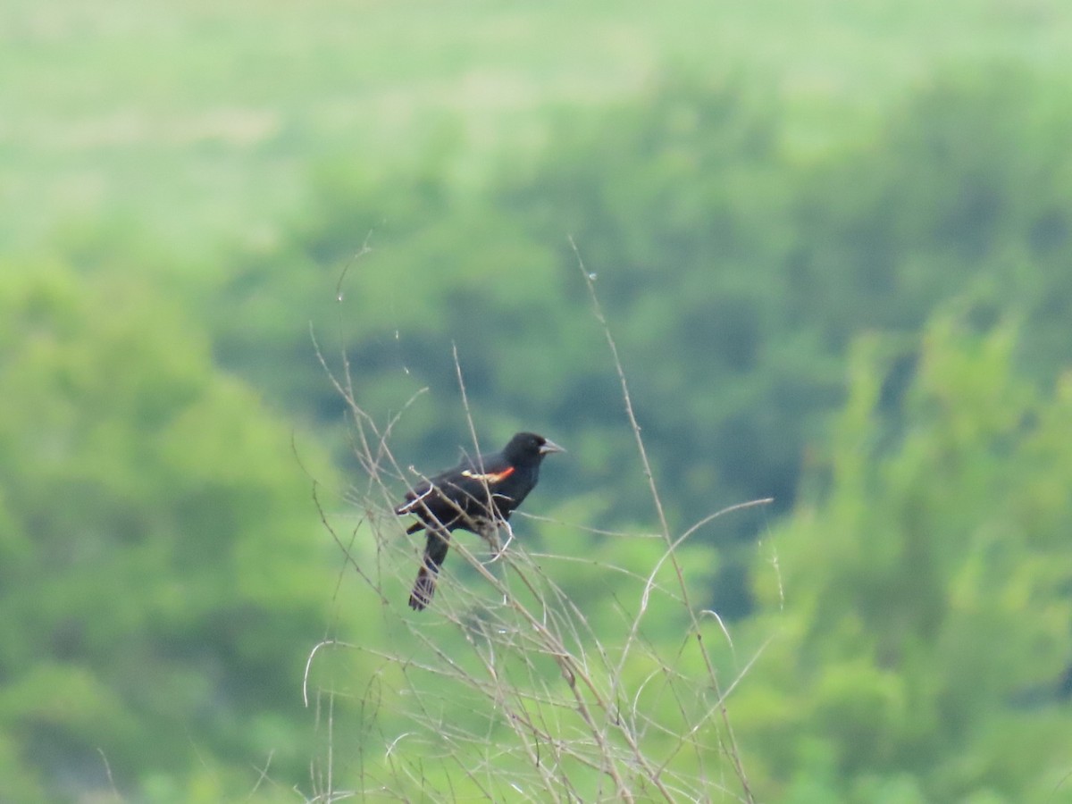 Красноплечий трупиал - ML647111096