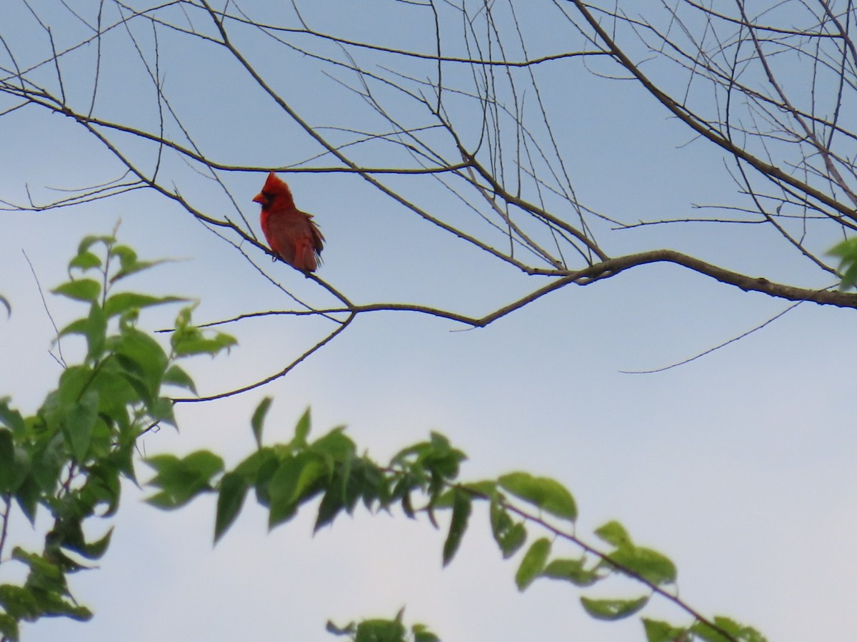 Northern Cardinal - ML647111099