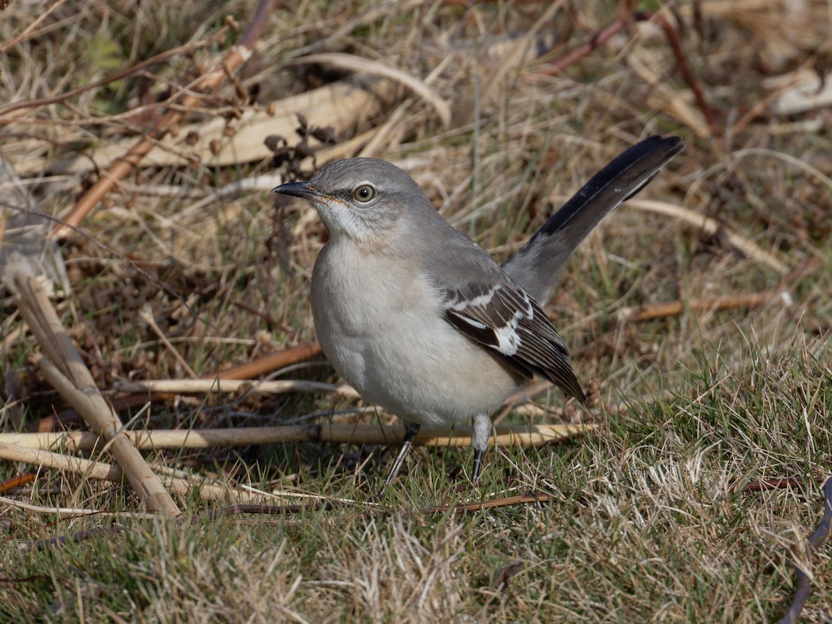 חקיינית צפונית - ML647111101
