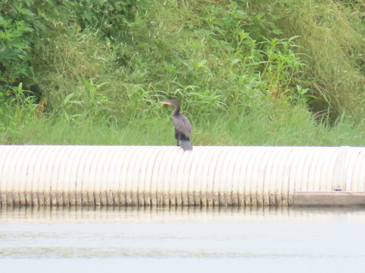 Neotropic Cormorant - ML647111106