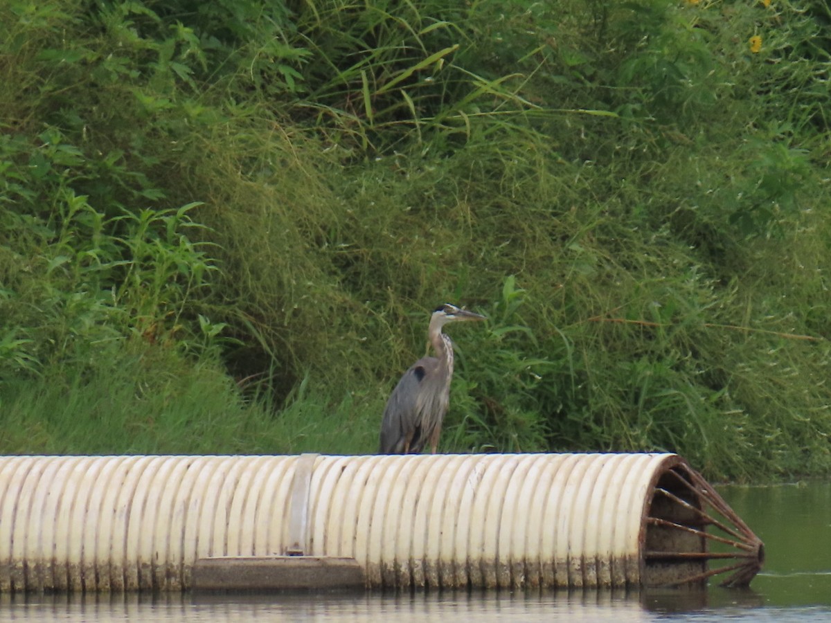 Great Blue Heron - ML647111108