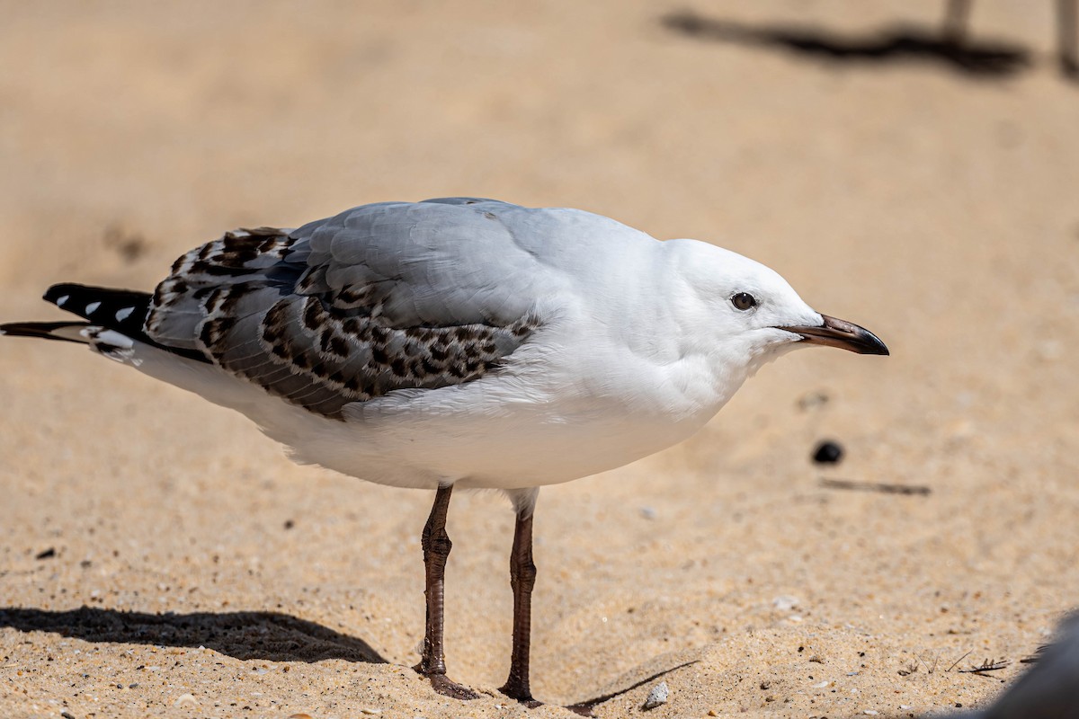 Silver Gull (Silver) - ML647111119