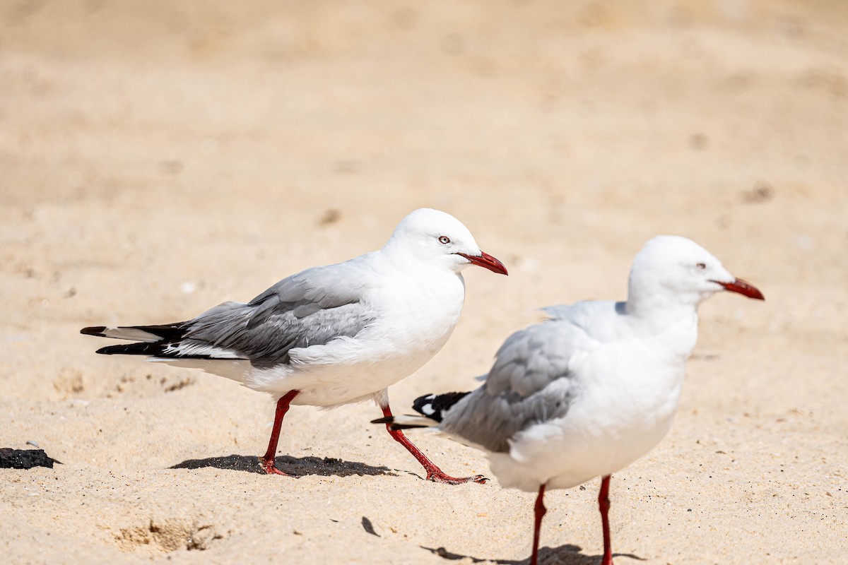 Silver Gull (Silver) - ML647111120
