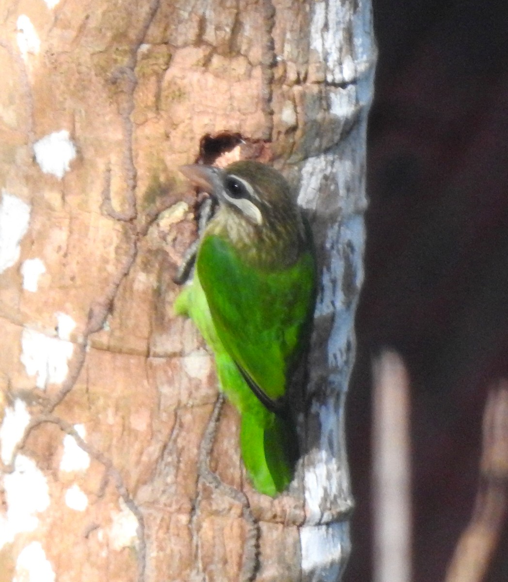 White-cheeked Barbet - ML647111123