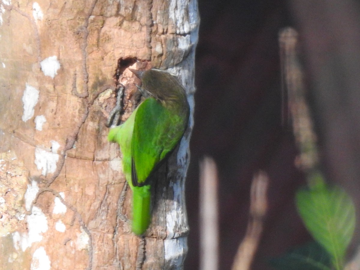White-cheeked Barbet - ML647111124