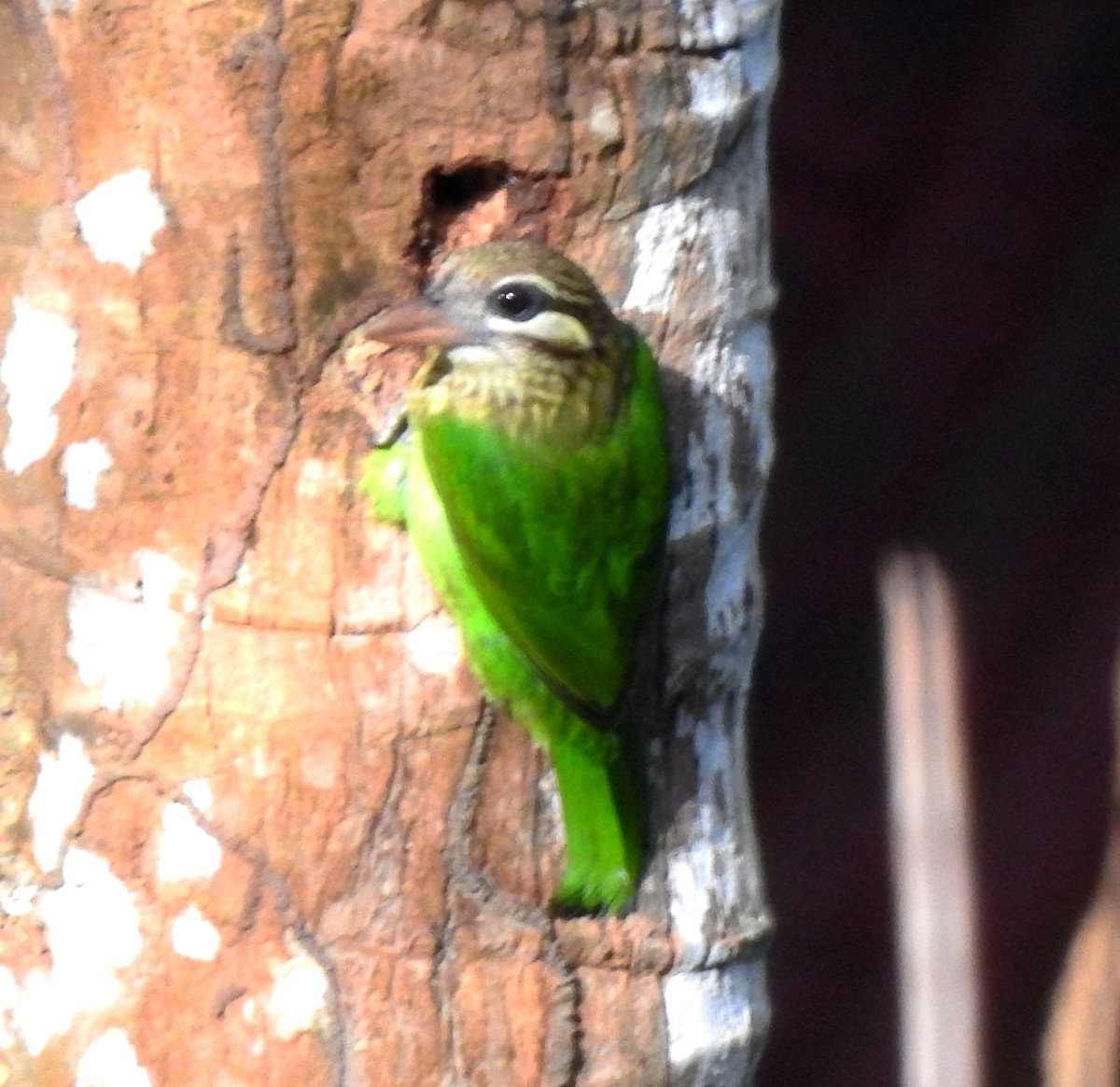 White-cheeked Barbet - ML647111125