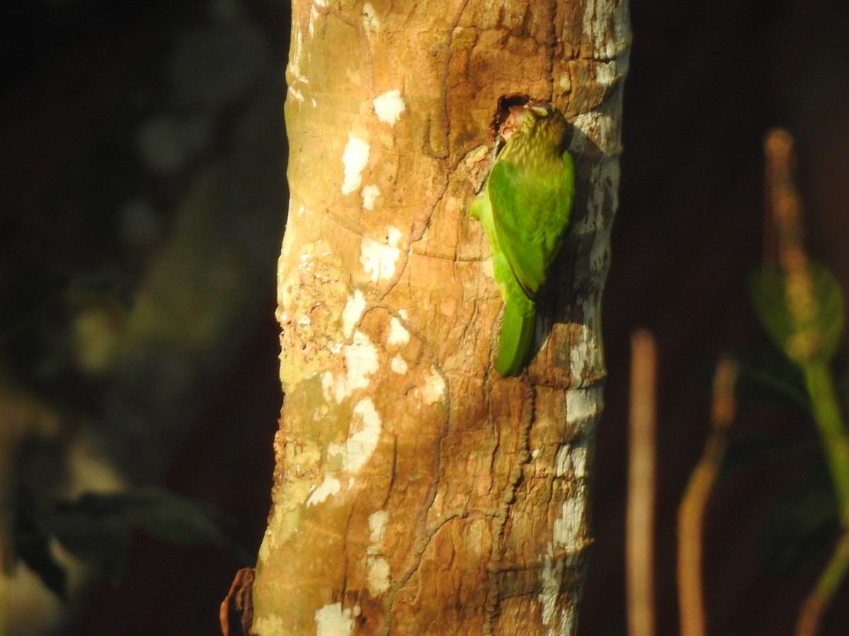 White-cheeked Barbet - ML647111126