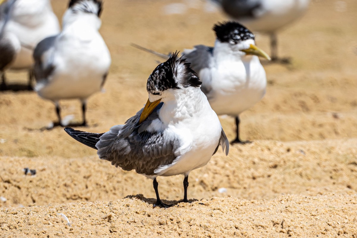 Great Crested Tern - ML647111131