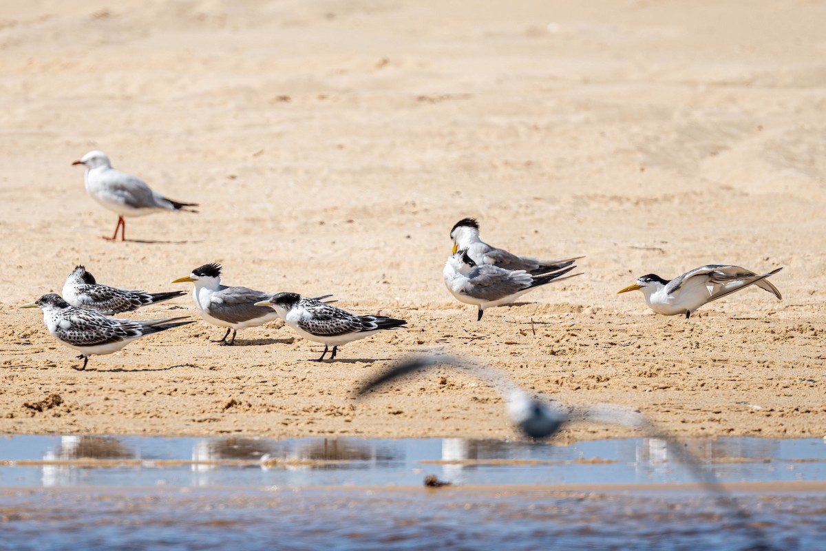 Great Crested Tern - ML647111132