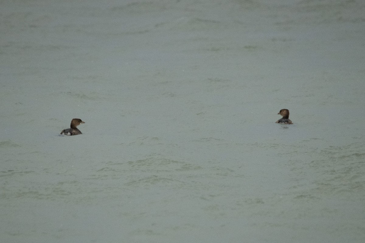 Grèbe à bec bigarré - ML647111133