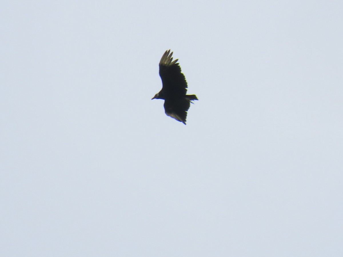 Black Vulture - ML647111134