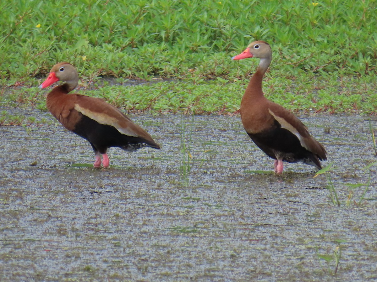 Black-bellied Whistling-Duck - ML647111135