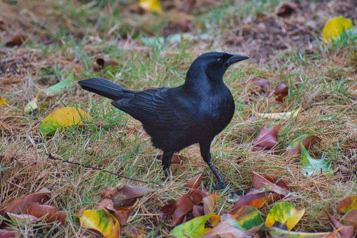 Cuban Blackbird - ML647111137
