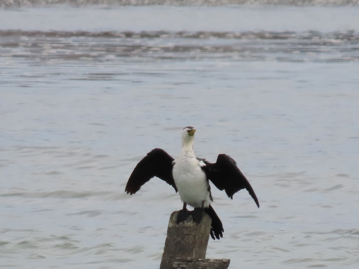 Little Pied Cormorant - ML647111146