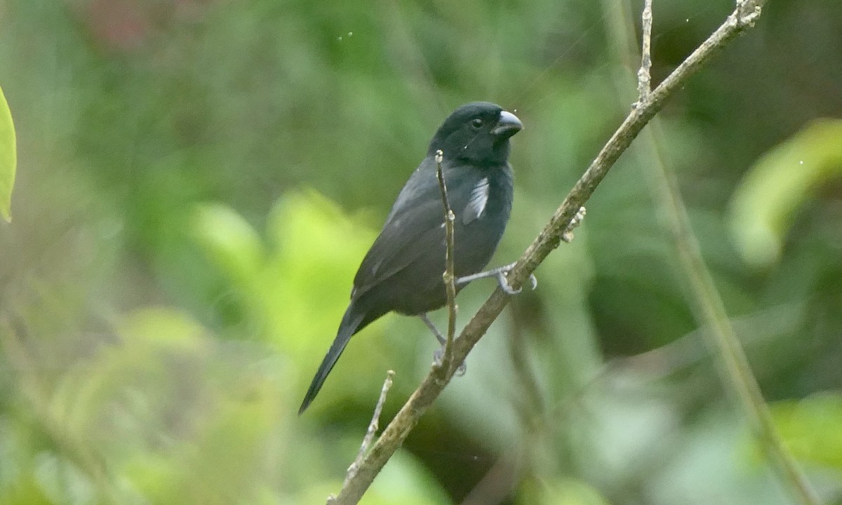 Чёрный просяночник - ML647111147