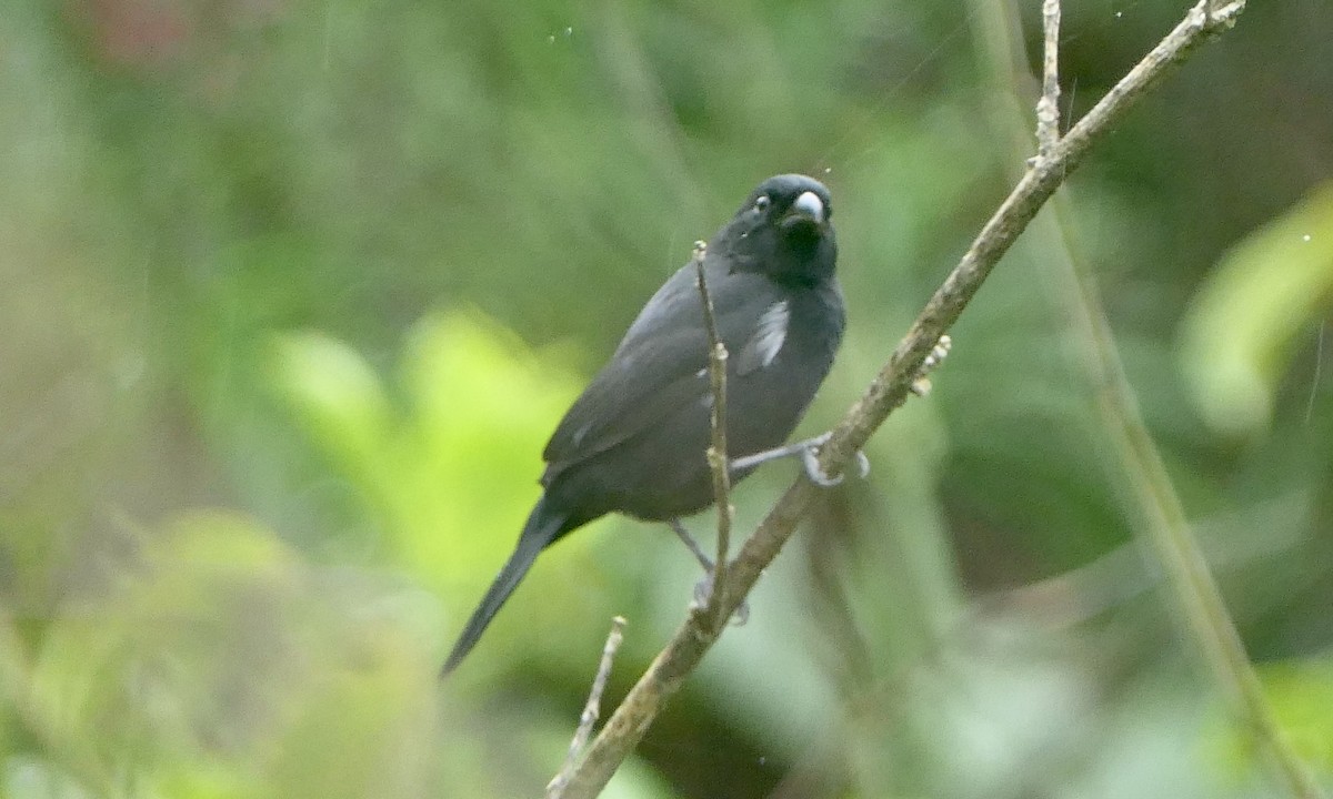 Чёрный просяночник - ML647111149