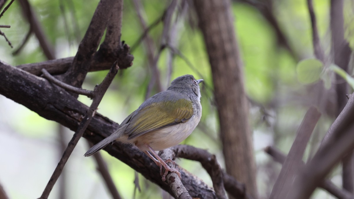 Green-backed Camaroptera - ML647111152