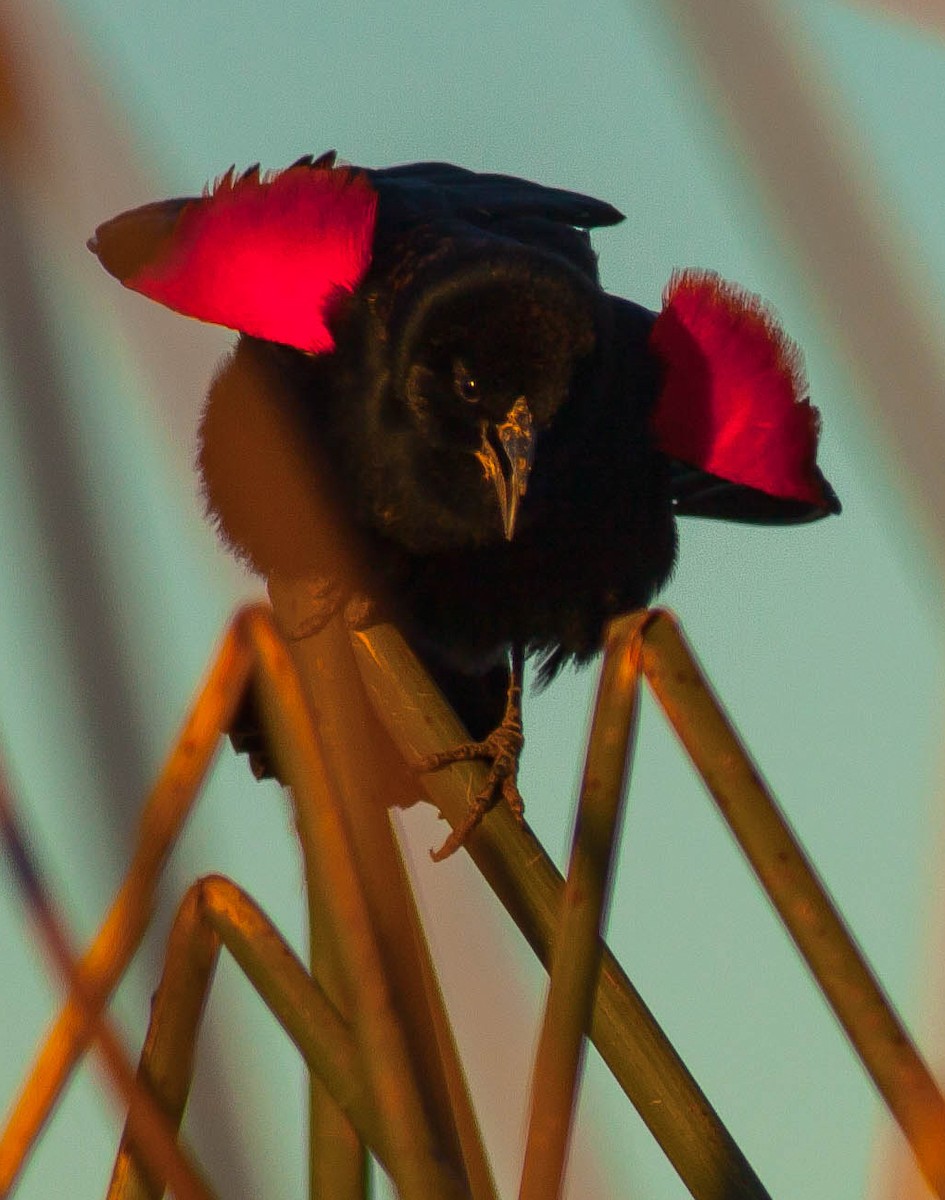 Красноплечий трупиал - ML647111154