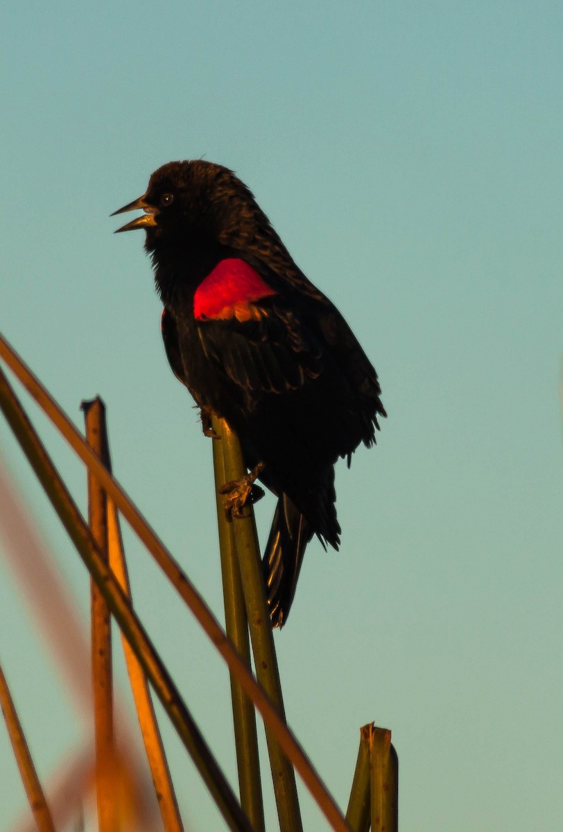 Красноплечий трупиал - ML647111155