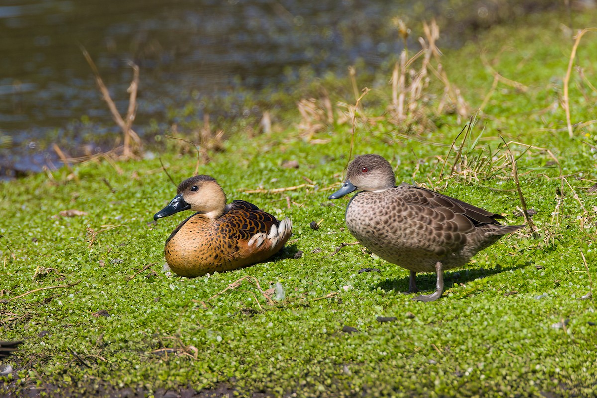 Gray Teal - ML647111159