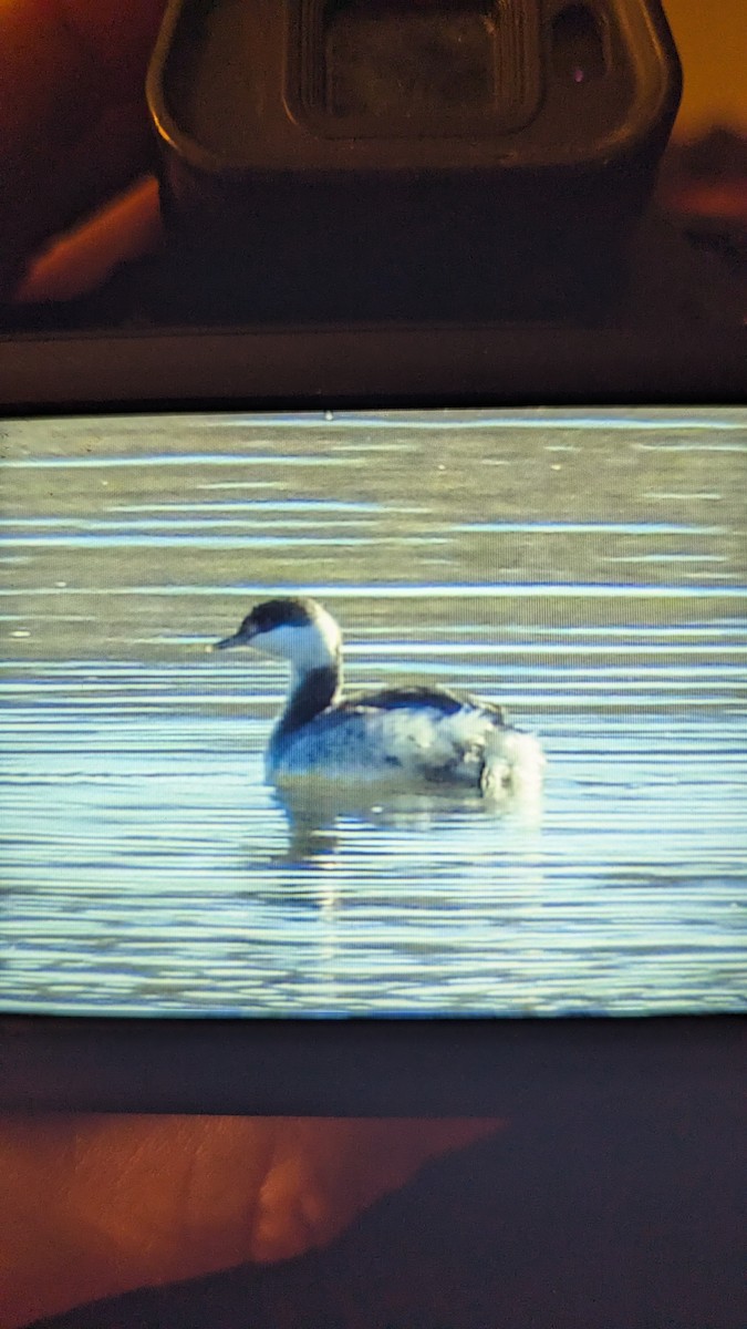 Horned Grebe - ML647111160
