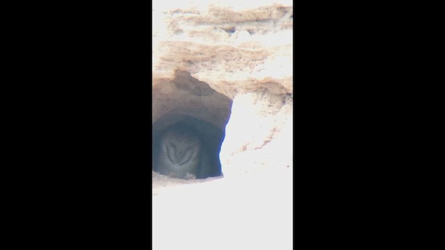 American Barn Owl - ML647111172