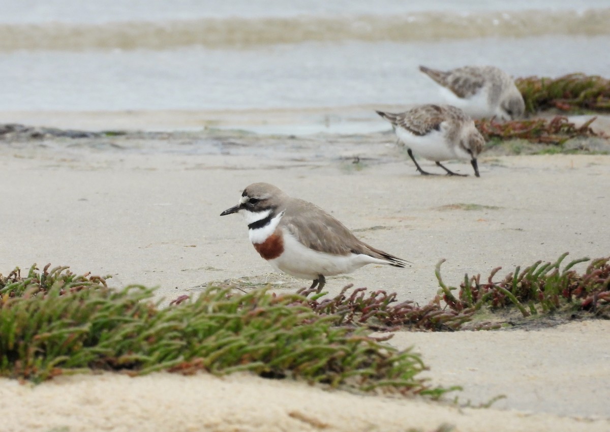 Double-banded Plover - ML647111174