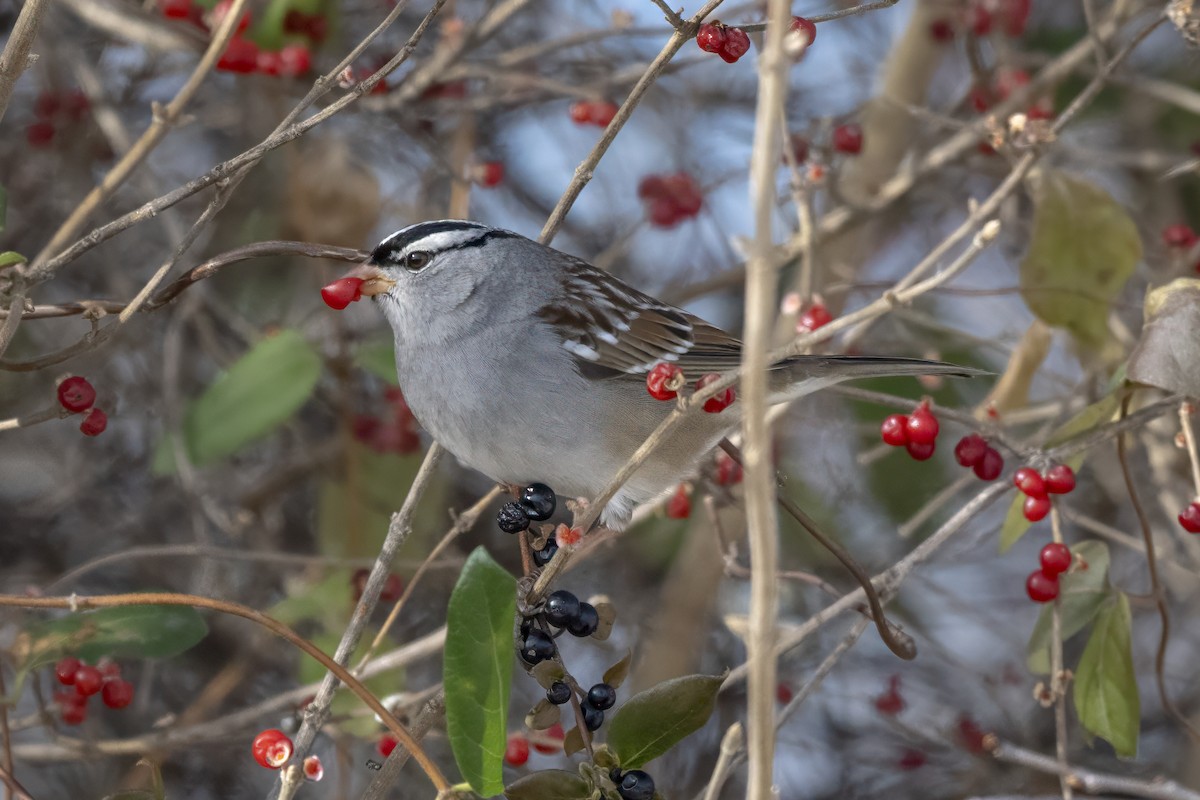 strnadec bělopásý - ML647111175