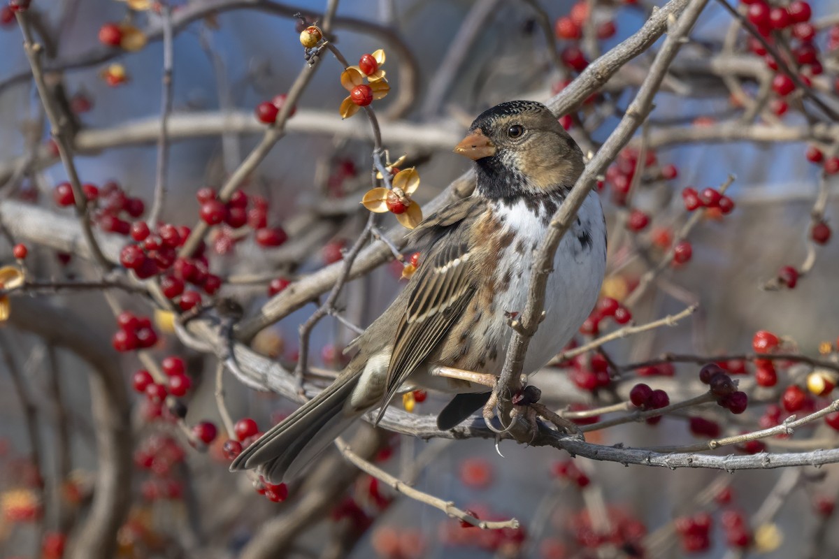 Harris's Sparrow - ML647111177
