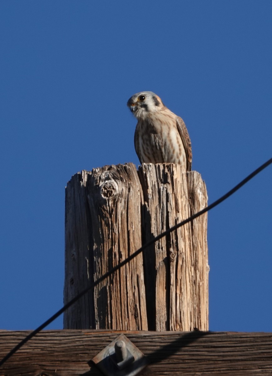American Kestrel - ML647111181
