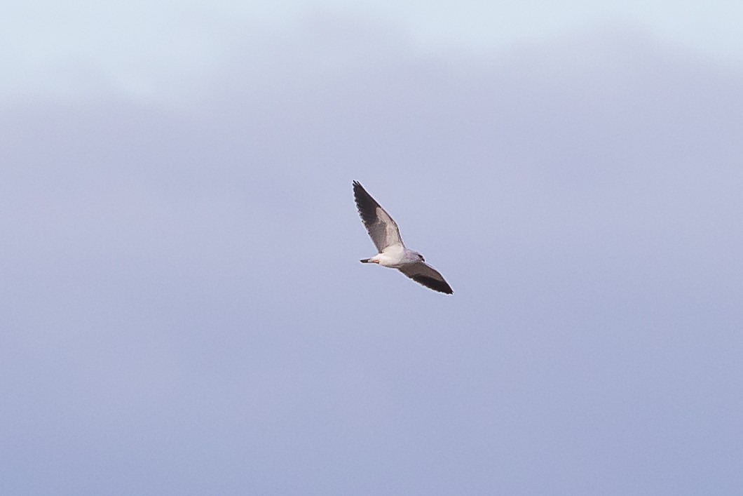 דאה שחורת-כתף - ML647111184