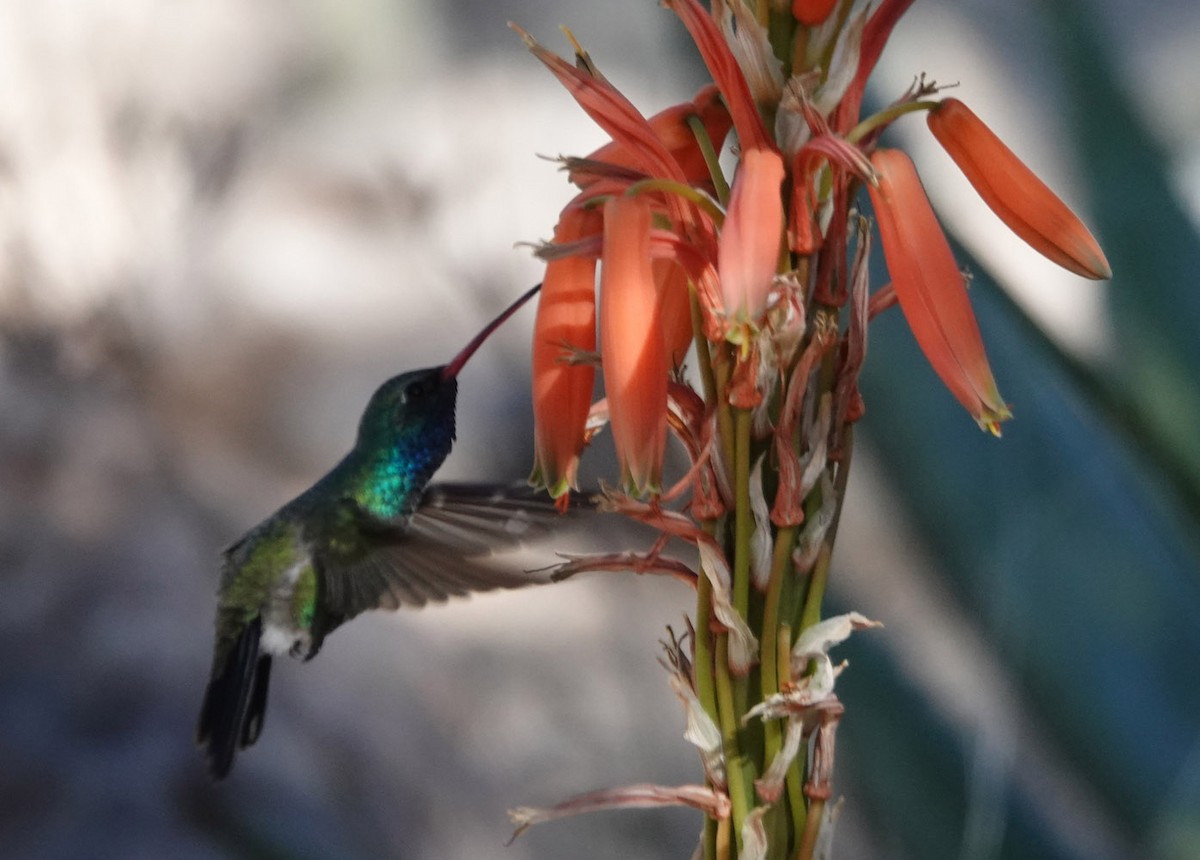 Broad-billed Hummingbird - ML647111192
