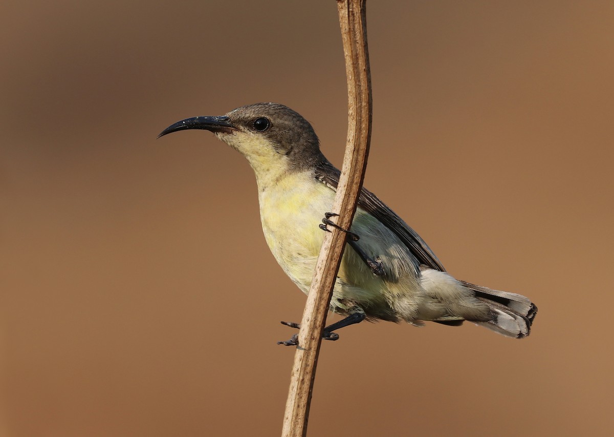 Purple Sunbird - ML647111193